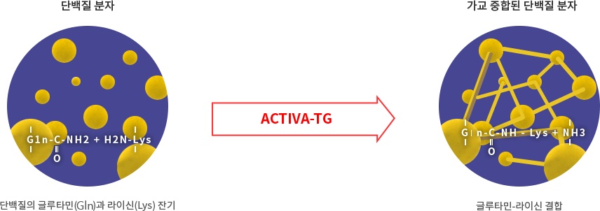 단백질 분자(단백질의 글루타민(Gln)과 라이신(Lys) 잔기) - ACTIVA-TG -가교 중합된 단백질 분자(글루타민-라이신 결합)