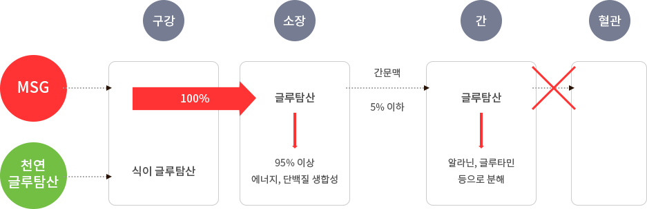 MSG 천연글루탐산 대사과정